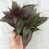 Persian Shield Plant - Strobilanthes Dyerianus Plant - In 3" Pot 2 Persian Shield Plant - Strobilanthes Dyerianus Plant - In 3" Pot -Cheap Plantly Store IMG 8829