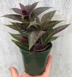 Persian Shield Plant - Strobilanthes Dyerianus Plant - In 3" Pot -Cheap Plantly Store IMG 8830