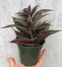 Persian Shield Plant - Strobilanthes Dyerianus Plant - In 3" Pot -Cheap Plantly Store IMG 8831