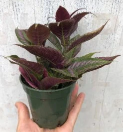 Persian Shield Plant - Strobilanthes Dyerianus Plant - In 3" Pot -Cheap Plantly Store IMG 8832