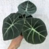 Alocasia 'Black Velvet' - Elephant Ear Plant In 4" Pot -Cheap Plantly Store IMG 8843
