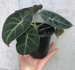 Alocasia 'Black Velvet' - Elephant Ear Plant In 4" Pot -Cheap Plantly Store IMG 8845