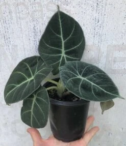 Alocasia 'Black Velvet' - Elephant Ear Plant In 4" Pot -Cheap Plantly Store IMG 8846