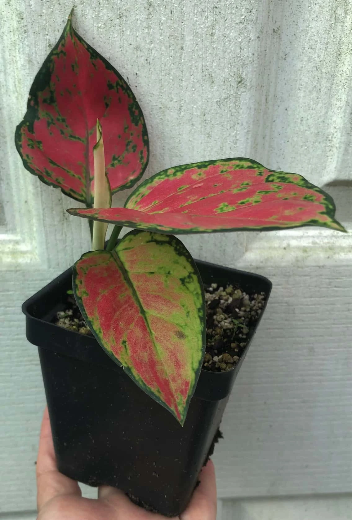 Aglaonema 'Lucky Red', Chinese Evergreen Plant - In 3.5" Pot 4 Aglaonema 'Lucky Red', Chinese Evergreen Plant - In 3.5" Pot - Image 2