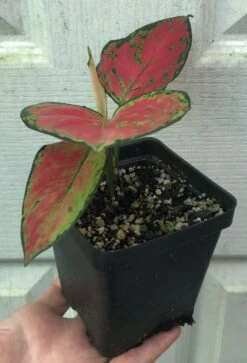 Aglaonema 'Lucky Red', Chinese Evergreen Plant - In 3.5" Pot 8 Aglaonema 'Lucky Red', Chinese Evergreen Plant - In 3.5" Pot -Cheap Plantly Store IMG 8865