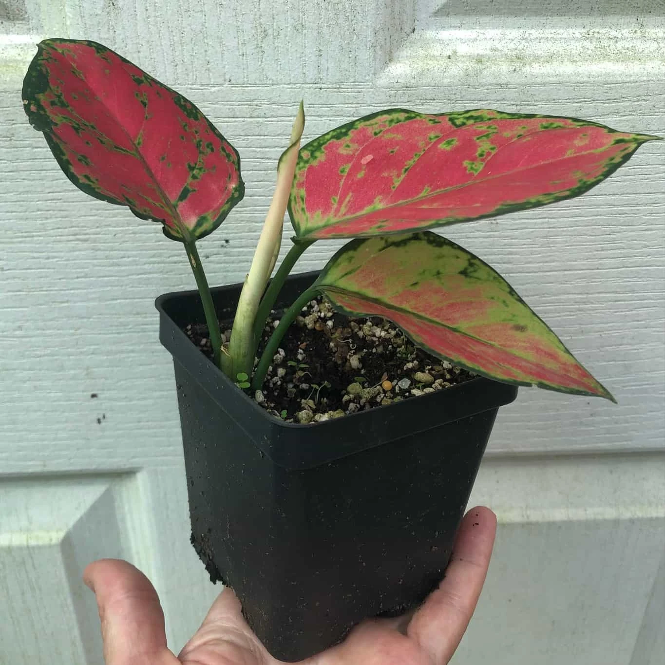 Aglaonema 'Lucky Red', Chinese Evergreen Plant - In 3.5" Pot 6 Aglaonema 'Lucky Red', Chinese Evergreen Plant - In 3.5" Pot - Image 4