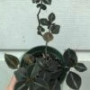 Peperomia Metallica Columbiana In 3" Pot -Cheap Plantly Store IMG 8867
