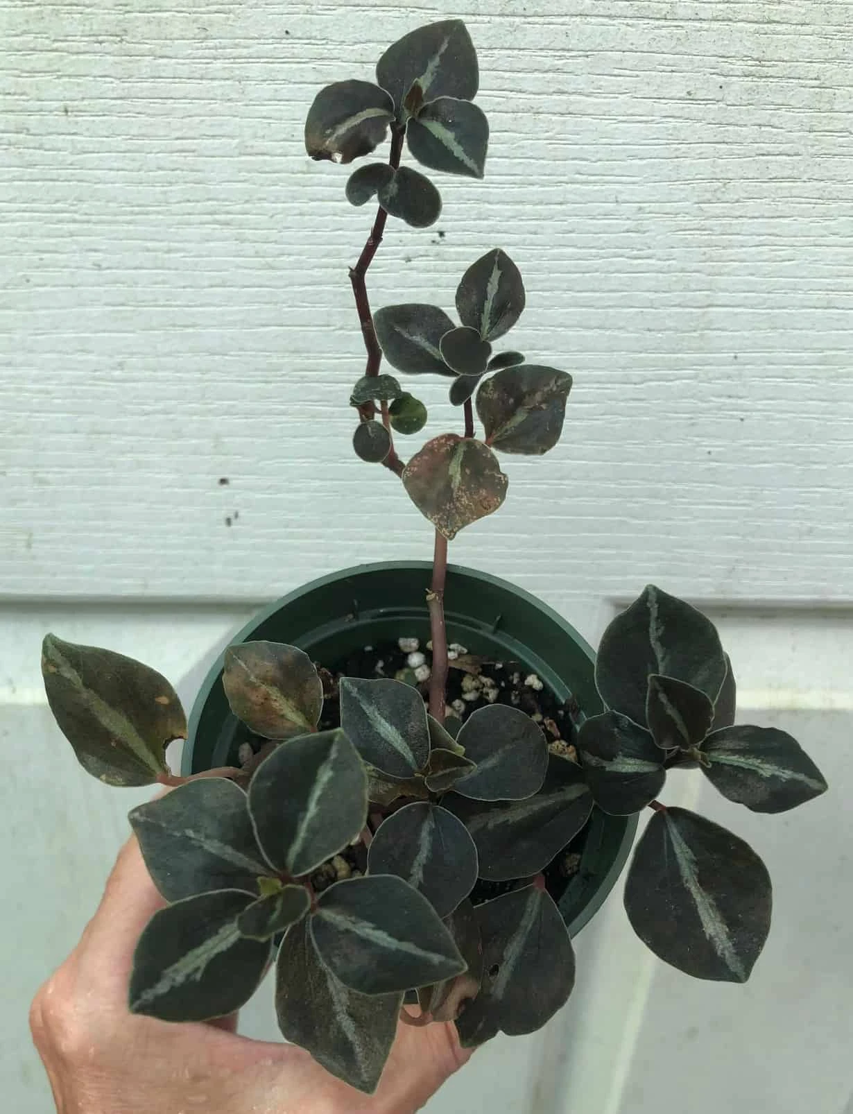Peperomia Metallica Columbiana In 3" Pot 3 Peperomia Metallica Columbiana In 3" Pot