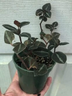 Peperomia Metallica Columbiana In 3" Pot 7 Peperomia Metallica Columbiana In 3" Pot -Cheap Plantly Store IMG 8868