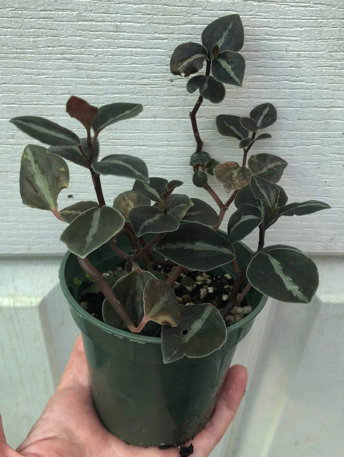 Peperomia Metallica Columbiana In 3" Pot 4 Peperomia Metallica Columbiana In 3" Pot - Image 2