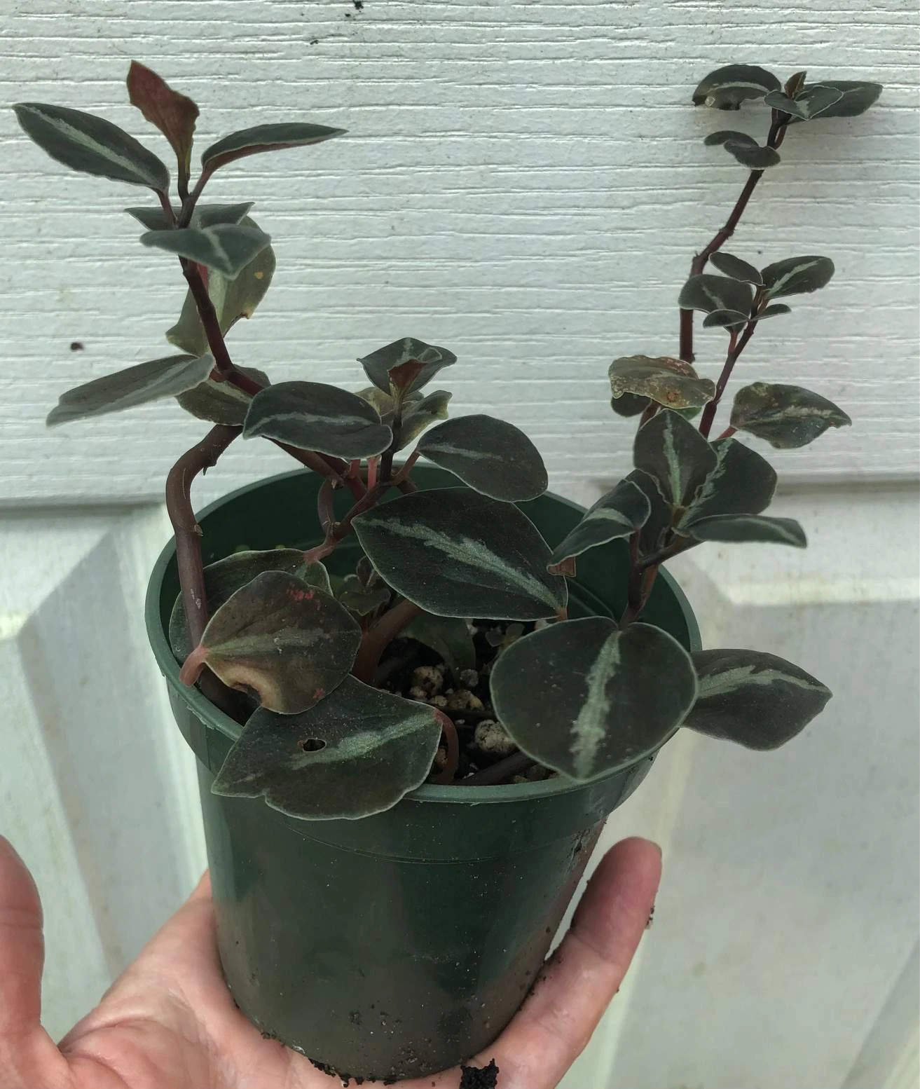 Peperomia Metallica Columbiana In 3" Pot 5 Peperomia Metallica Columbiana In 3" Pot - Image 3