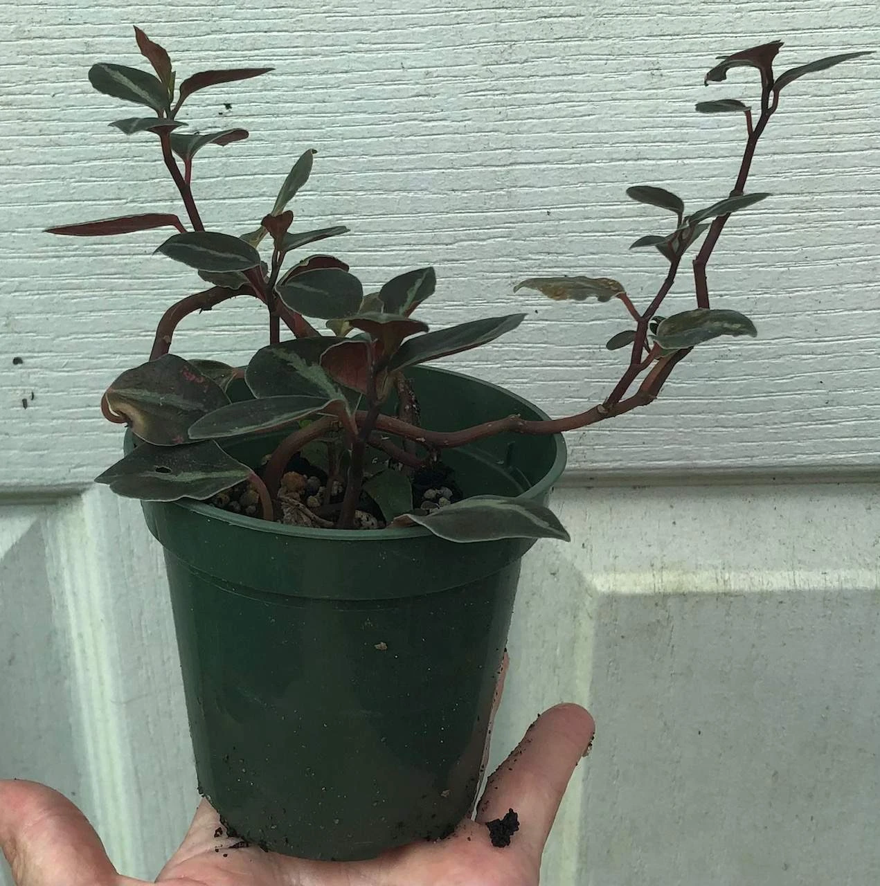 Peperomia Metallica Columbiana In 3" Pot 6 Peperomia Metallica Columbiana In 3" Pot - Image 4