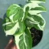 N'Joy Pothos - Epipremnum Aureum In 3 Inches Pot -Cheap Plantly Store IMG 8871