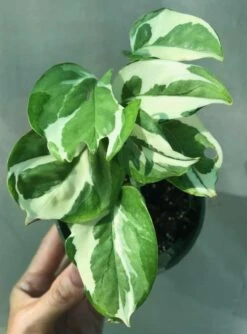 N'Joy Pothos - Epipremnum Aureum In 3 Inches Pot -Cheap Plantly Store IMG 8872