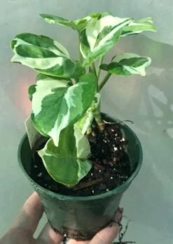 N'Joy Pothos - Epipremnum Aureum In 3 Inches Pot -Cheap Plantly Store IMG 8873