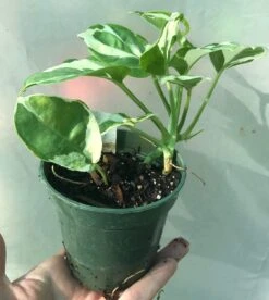 N'Joy Pothos - Epipremnum Aureum In 3 Inches Pot -Cheap Plantly Store IMG 8874