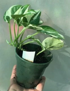 N'Joy Pothos - Epipremnum Aureum In 3 Inches Pot -Cheap Plantly Store IMG 8875