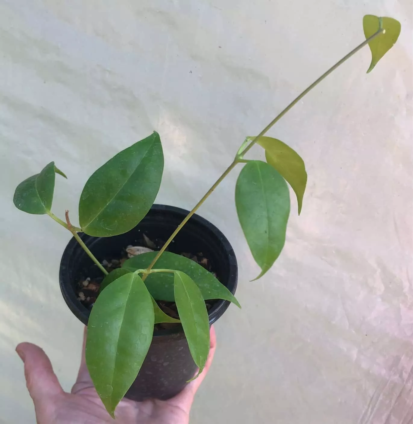 Hoya Iris Marie Plant Potted In 4" Pot 9 Hoya Iris Marie Plant Potted In 4" Pot - Image 7