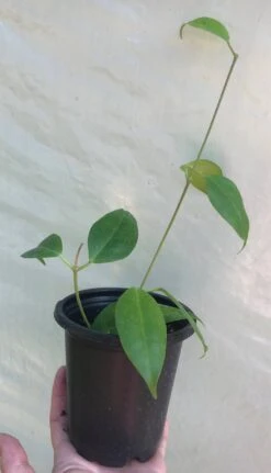 Hoya Iris Marie Plant Potted In 4" Pot 14 Hoya Iris Marie Plant Potted In 4" Pot -Cheap Plantly Store IMG 8877