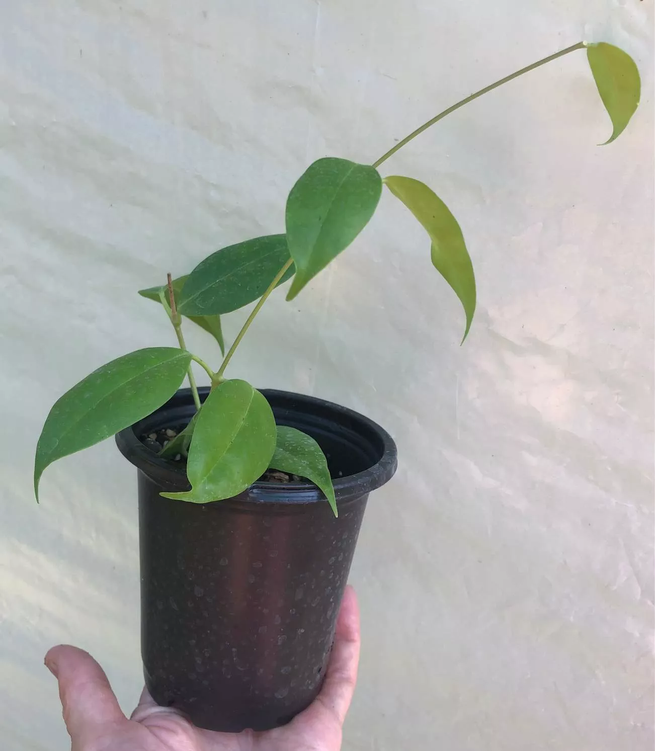Hoya Iris Marie Plant Potted In 4" Pot 7 Hoya Iris Marie Plant Potted In 4" Pot - Image 5
