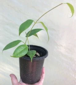 Hoya Iris Marie Plant Potted In 4" Pot 12 Hoya Iris Marie Plant Potted In 4" Pot -Cheap Plantly Store IMG 8879