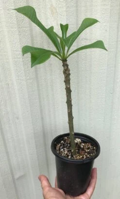 Bridal Bouquet Plumeria Pudica Plant - Frangipani In 4" Pot -Cheap Plantly Store IMG 8883