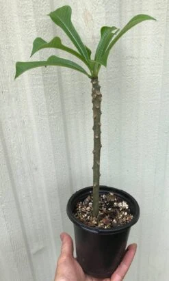 Bridal Bouquet Plumeria Pudica Plant - Frangipani In 4" Pot -Cheap Plantly Store IMG 8884