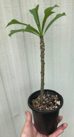 Bridal Bouquet Plumeria Pudica Plant - Frangipani In 4" Pot -Cheap Plantly Store IMG 8885