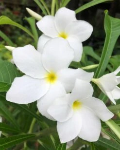 Bridal Bouquet Plumeria Pudica Plant - Frangipani In 4" Pot -Cheap Plantly Store IMG 8886