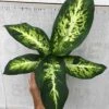 Dieffenbachia Sublime Live Plant In 4" Pot -Cheap Plantly Store IMG 8889