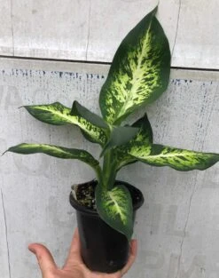 Dieffenbachia Sublime Live Plant In 4" Pot -Cheap Plantly Store IMG 8890
