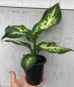 Dieffenbachia Sublime Live Plant In 4" Pot -Cheap Plantly Store IMG 8891