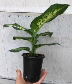 Dieffenbachia Sublime Live Plant In 4" Pot -Cheap Plantly Store IMG 8892