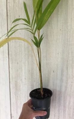 Acai Palm Seedling In 4" Pot -Cheap Plantly Store IMG 8893