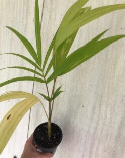 Acai Palm Seedling In 4" Pot -Cheap Plantly Store IMG 8894