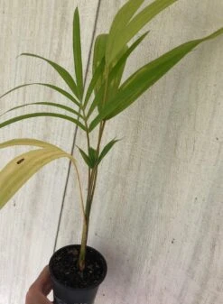 Acai Palm Seedling In 4" Pot -Cheap Plantly Store IMG 8895