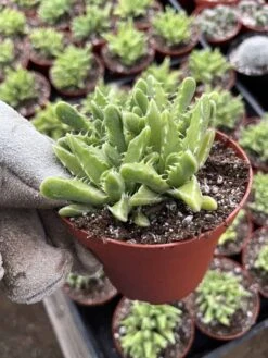 Faucaria Tigrina Variegata --Tiger Jaw 5 Faucaria Tigrina Variegata --Tiger Jaw -Cheap Plantly Store IMG 8934 rotated 1