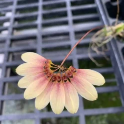 Bulb. Daisy Chain ( Makoyanum X Cumingii ) 2"