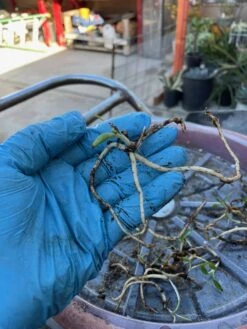 Orchid Spiranthes Cernua Bog Orchid Outdoors -Cheap Plantly Store IMG 8946