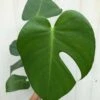 Monstera Deliciosa Plant - Swiss Cheese Plant - Split-leaf Philodendron In 4" Pot -Cheap Plantly Store IMG 8971