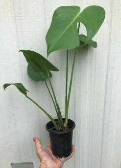 Monstera Deliciosa Plant - Swiss Cheese Plant - Split-leaf Philodendron In 4" Pot -Cheap Plantly Store IMG 8972