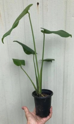 Monstera Deliciosa Plant - Swiss Cheese Plant - Split-leaf Philodendron In 4" Pot -Cheap Plantly Store IMG 8973