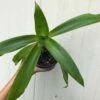 Callisia Fragans, 'Family Doctor' Live Plant - In 4" Pot, Free Shipping -Cheap Plantly Store IMG 8975