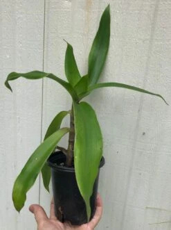 Callisia Fragans, 'Family Doctor' Live Plant - In 4" Pot, Free Shipping -Cheap Plantly Store IMG 8977