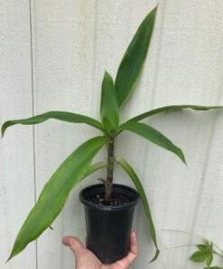Callisia Fragans, 'Family Doctor' Live Plant - In 4" Pot, Free Shipping -Cheap Plantly Store IMG 8978