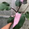 Philodendron Pink Princess Plant In 4" Pot, Ships In Pot -Cheap Plantly Store IMG 8983 rotated 1