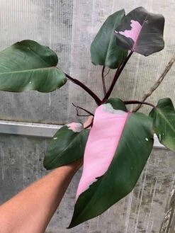 Philodendron Pink Princess Plant In 4" Pot, Ships In Pot