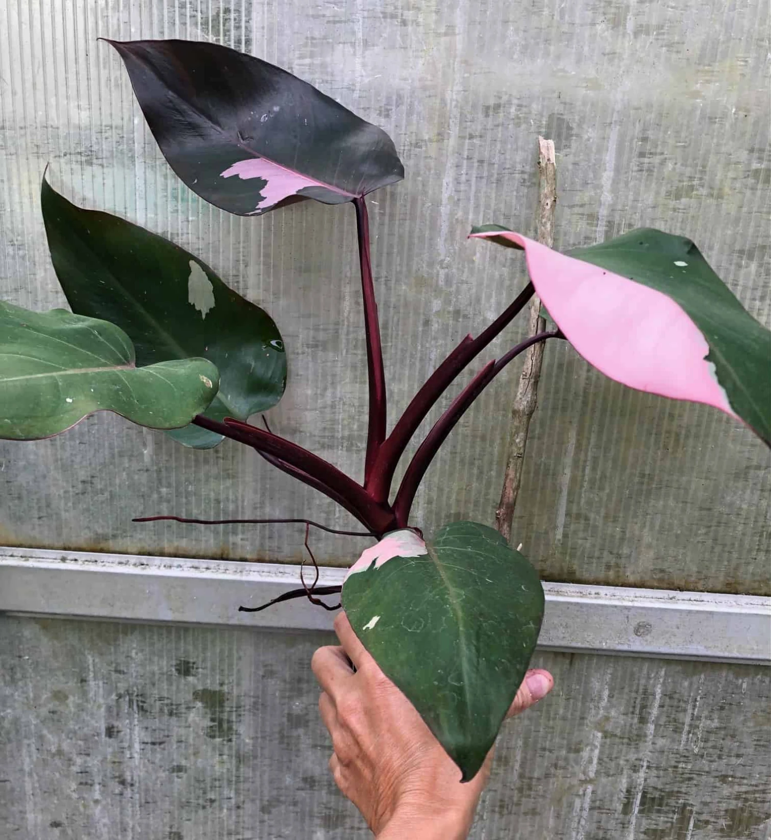Philodendron Pink Princess Plant In 4" Pot, Ships In Pot 5 Philodendron Pink Princess Plant In 4" Pot, Ships In Pot - Image 3