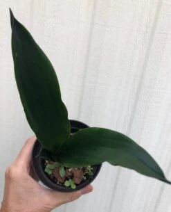 Sansevieria Trifasciata Black Dragon In 3" Pot -Cheap Plantly Store IMG 9005
