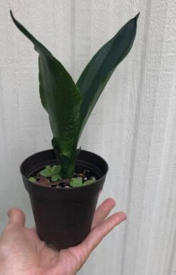 Sansevieria Trifasciata Black Dragon In 3" Pot -Cheap Plantly Store IMG 9007